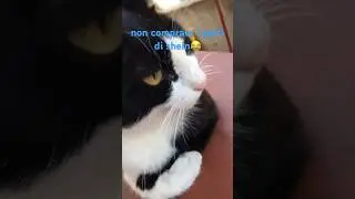 Gatto di shein😂 #edit #viral #video #cat #gatto #shein