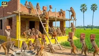 INDIAN MONKEYS Build a Two-Story Dream House Like Humans 🐒 | Viral Animal Construction 4k