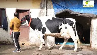 बारामती के किसानो ने ओबेराय डेरी से 40 प्लस दूध वाली गाये बहुत कम भाव में खरीदी | Oberoi Dairy Farm