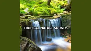 Complex Outside Nature Sounds