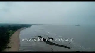 Kihim Beach - Coconut forest paradise in Maharashtra as seen aerially in monsoon