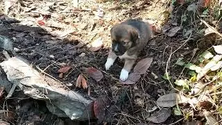 Rio & Bruno's Playful Day with Coco and Angata
