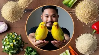 Best Feed for Canaries &ndash; Staple Food & Supplement for Loud Sounds!