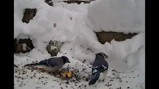 The Bird Perch Live - Critter Cam in Michigan 12/30/2025