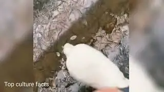 Birds freeze in cold | Man helps Frozen Birds in -10 degrees temperature.