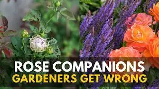 Grow Roses Without Chemicals? These Companion Plants Do It