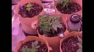 Homegrown Canada Growing Autoflowers. Sour stomper, AK59, Blue Dreamatic, TangiematicxGorilla Glue.