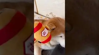 柴犬福 メンヘラ姉に打出の小槌を振られて迷惑そうな柴犬🤣Sister and Shiba🤣#姉と柴 #shorts #funny #柴犬 #funnydog #shibainu #시바견
