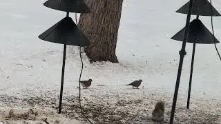 Mourning Dove @ breakfast @CattvshowYT @MyBackyardBirding @BackyardBirdsUS @vinvinbirds 