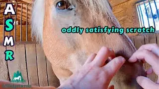 Oddly Satisfying Horse Scratching ASMR | Calm Natural Sounds