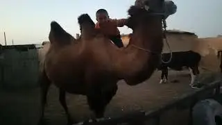 Туйе😁