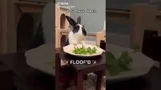 Who needs to be FLOOF&rsquo;D？! #petsoftiktok #rabbittok #bunnylover #aww #cutebunnies