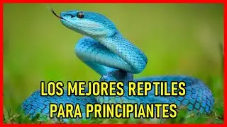 TU PRIMER REPTIL? TE DEJAMOS LOS 5 REPTILES MAS RECOMENDADOS