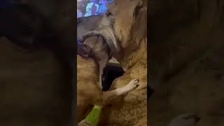 Small Dog Licks Insides of Big Dog's Mouth - 1402466