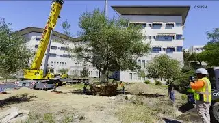 Saving a giant oak tree | Preserving a piece of history at Cal State San Marcos