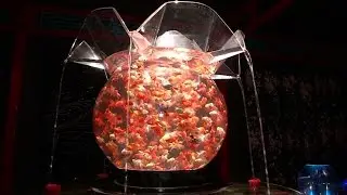 Art Aquarium: Hidetomo Kimura's fishy installation