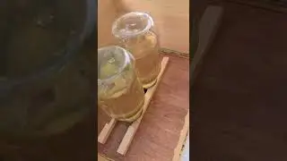 Cheap and Easy Way to Feed Honey Bees (Apis mellifera)!
