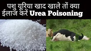पशु यूरिया खाद खा ले तो क्या इलाज करें#pashu upchar#cattle #cattle #pashu #viral #cow #pashu