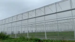 film greenhouse is ideal for orchid planting #farming #greenhouseproject