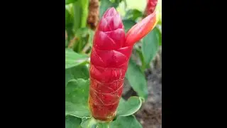 Costus woodsonii 'Dwarf French Kiss'