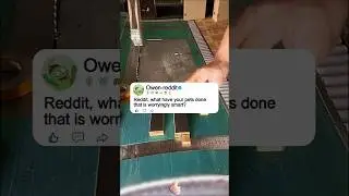 Reddit.what have your pets done that is worryingly smart? #shorts #story #reddit