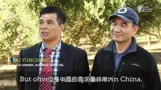 Australian olive farm with Ausmetics