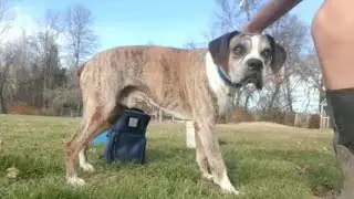Giving the doggoes a bath