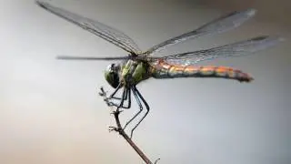 Anisoptera.