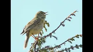 Gransanger - Chiffchaff  +  L&oslash;vsanger - Willow Warbler