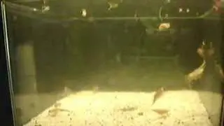 Triops australiensis in action
