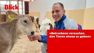 Olma - wie die Tiere an die Messe gelangen