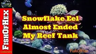 Snowflake Eel Vs Rock Structure | Lesson Learned | Tanks 1 Year Anniversary