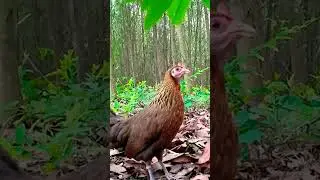 nice sound to attract female jungle fowl
