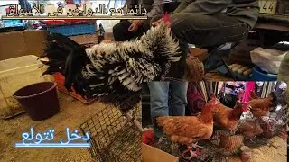 اجواء السوق نزاهة مع الدجاج البلدي والقنية والفلوس الكروازي وبيبي وفلوس الفيومي وخليط السلالة