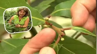Te contamos todo que necesitas saber sobre el laurel &iexcl;en 2 minutos!