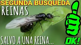 Salvo la vida a una Hormiga Reina, cómo conseguir Hormigas Reina búsqueda de reinas - MUNDO HORMIGAS