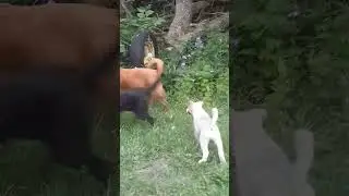 A courageous journey