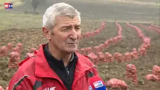 Rogaticki krompir i dalje na cijeni