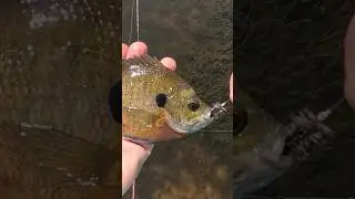 Catching Sunfish On The Wooly Worm #flytying #flyfishing #fishing #woolyworm #shorts