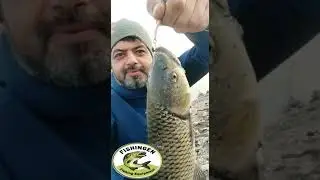 Deniz atı (Fishingen) Sahte yem ile Balık avı