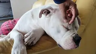 Bulldog's skin problems|| My American Bulldog (Kyle) has bumps all over him. American Bulldog.