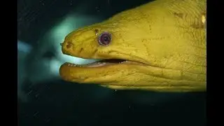 Факты: Мурена
