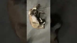 Unconscious dog. #shorts  #dog