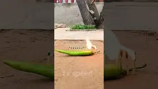 matchstick vs green chili #experiment #top #ytshorts