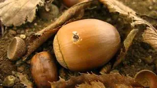 Acorn Surprise