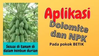 BETIK Dalam Kebun Durian & Pembajaan Guna Dolomite dan NPK