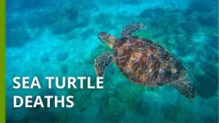 Mysterious sea turtle deaths in Kenya