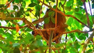 #grooming #monkeywild #babymonkey