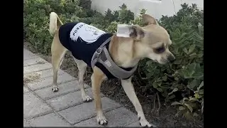 LIVE:  Walkies with Patron 🐾 | Calming Dog Music & Relaxing Waves | RSA_Patron