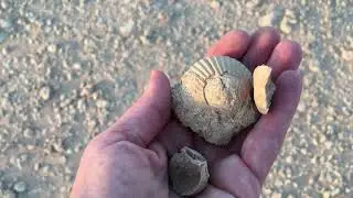 Sahara in Ägypten #Sahara #Ägypten #Desert #Egypt #hurghada #hurghadaegypt #2025 #fossilien